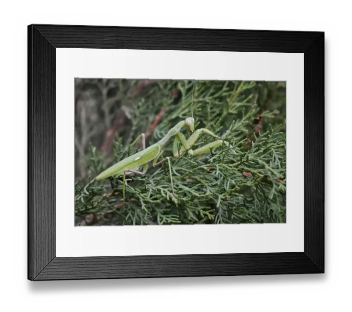 Framed Print : Europaeische Gottesanbeterin (Mantis religiosa) sitzt in Vegetation