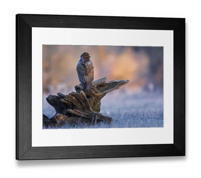 Framed Print : Common Buzzard (Buteo buteo) perched on a big old branch