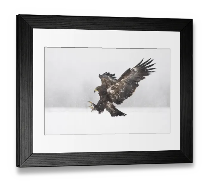Framed Print : Greater Spotted Eagle (Clanga clanga) landing on snow Framed Print : Greater Spotted Eagle (Clanga clanga) landing on snow