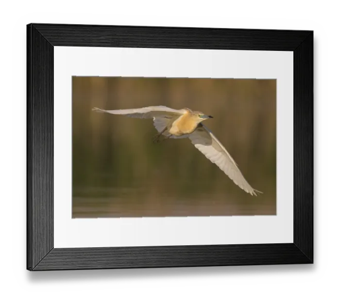 Framed Print : Squacco Heron (Ardeola ralloides) flying