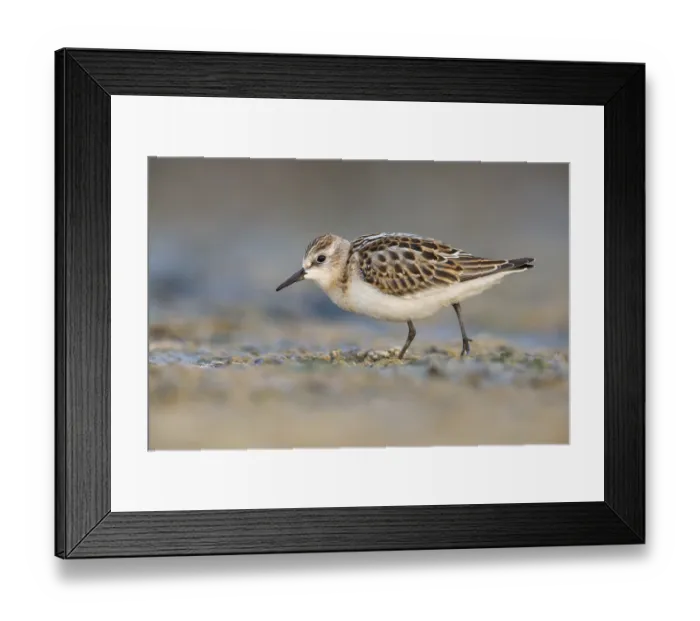 Framed Print : Little Stint (Calidris minuta) foraging