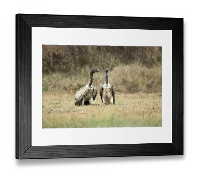 Framed Print : Slender-billed Vulture (Gyps tenuirostris)