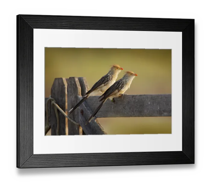 Framed Print : Cocoi heron, Ardea cocoi, bird with evening sun Framed Print : Cocoi heron, Ardea cocoi, bird with evening sun
