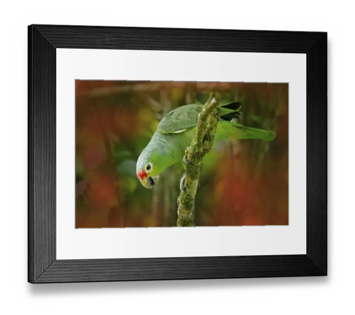 Framed Print : Red-lored Parrot, Amazona autumnalis