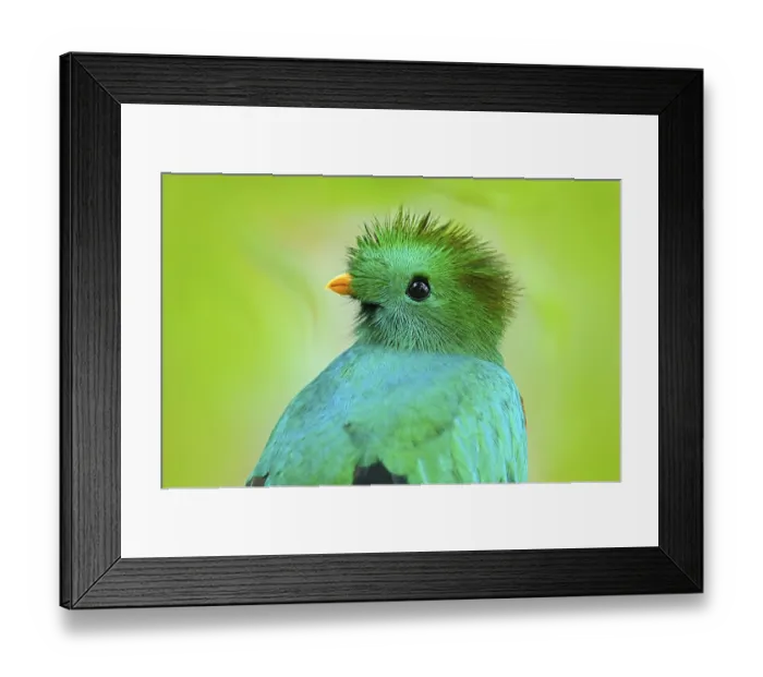 Framed Print : Resplendent Quetzal, Pharomachrus mocinno