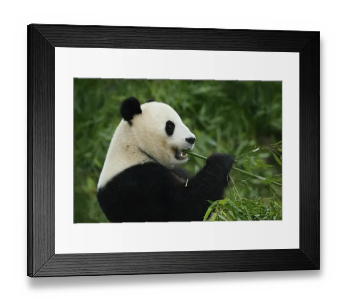 Framed Print : Portrait of Giant Panda feeding bamboo tree in nature habitat
