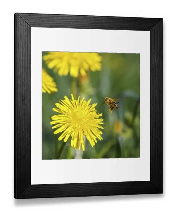 Framed Print : Honigbiene (Apis mellifera) sammelt Nektar an an bluehendem Loewenzahn (Taraxacum officinale) Framed Print : Honigbiene (Apis mellifera) sammelt Nektar an an bluehendem Loewenzahn (Taraxacum officinale)