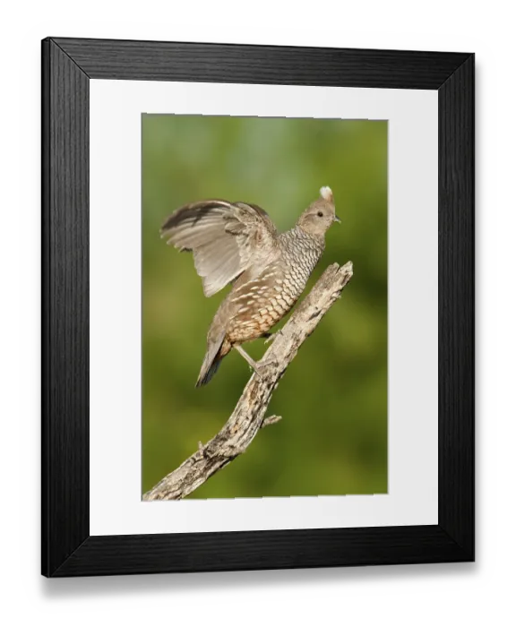 Framed Print : Scaled Quail (Callipepla squamata) Framed Print : Scaled Quail (Callipepla squamata)