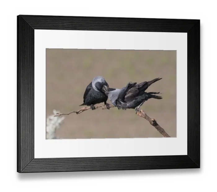 Framed Print : Western Jackdaw (Coloeus monedula) perched on a branch
