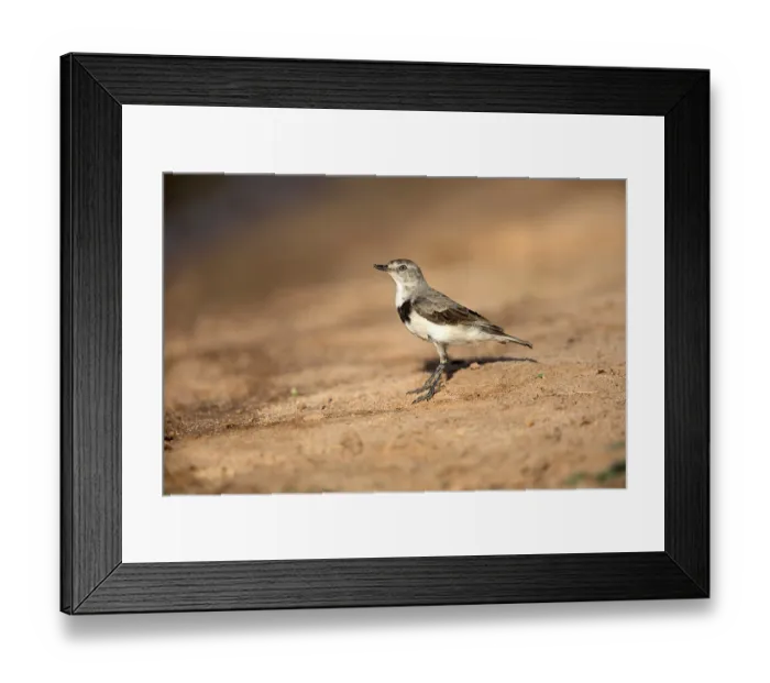 Framed Print : White-fronted Chat (Epthianura albifrons) female perched on the ground