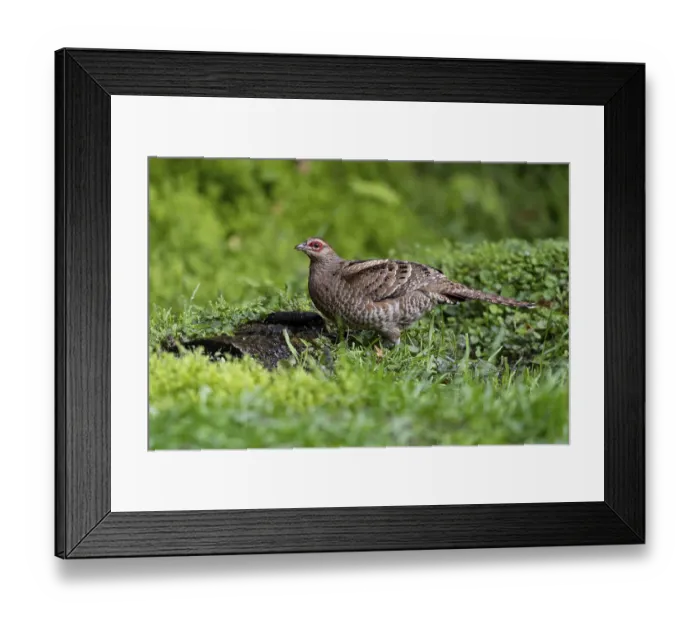 Framed Print : Mrs. Hume's Pheasant (Syrmaticus humiae) female perched on the ground