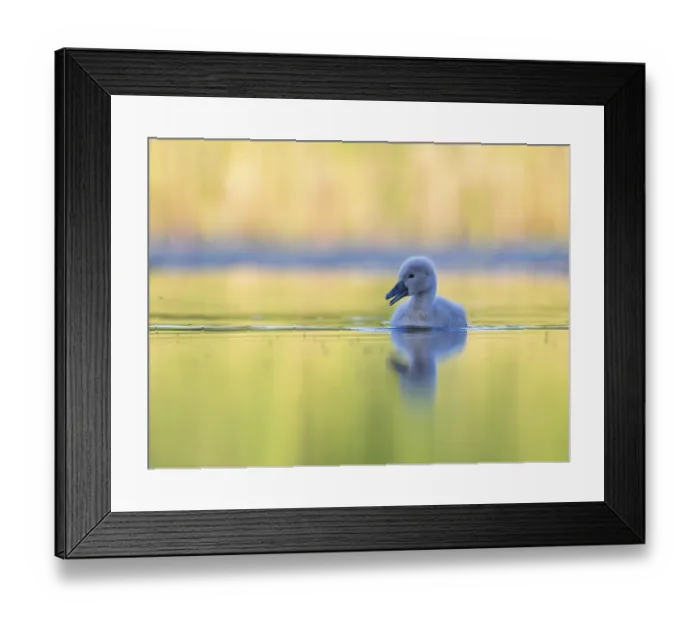 Framed Print : Mute Swan (Cygnus olor) chick, Mecklenburg-Western Pomerania Framed Print : Mute Swan (Cygnus olor) chick, Mecklenburg-Western Pomerania