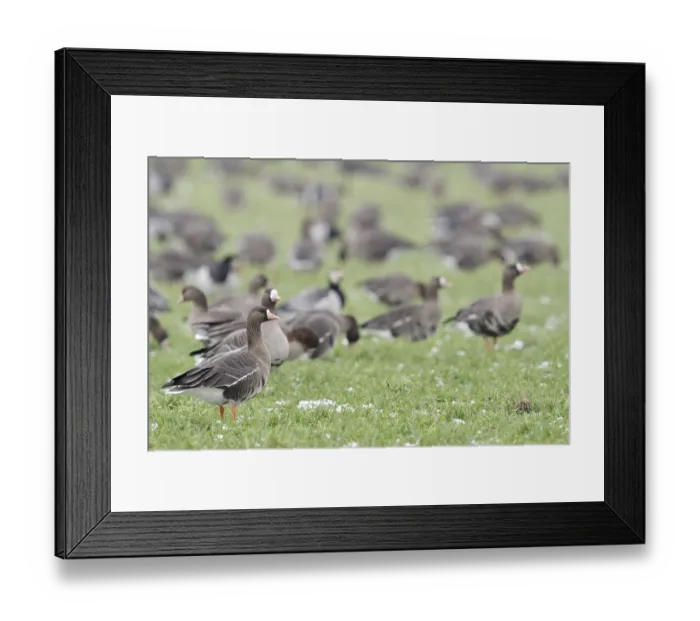 Framed Print : Greater White-fronted Goose (Anser albifrons) group on field