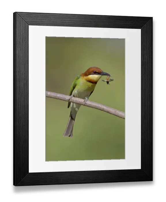 Framed Print : Chestnut-headed Bee-eater (Merops leschenaulti) perched on a branch with bee in beak