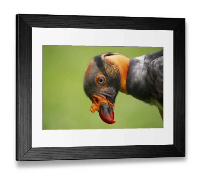 Framed Print : King Vulture (Sarcoramphus papa) captive Framed Print : King Vulture (Sarcoramphus papa) captive