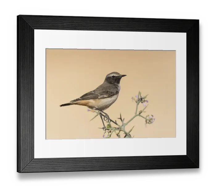 Framed Print : Kurdish Wheatear (Oenanthe xanthoprymna) male perched on a branch