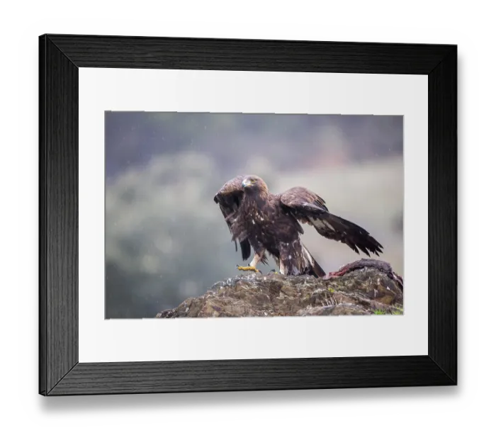 Framed Print : Golden Eagle (Aquila chrysaetos) juvenile perched on the ground