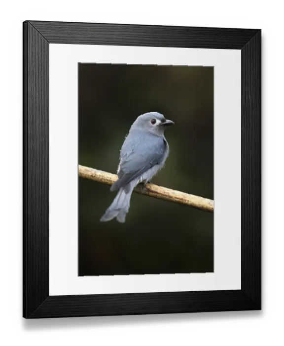 Framed Print : Ashy Drongo (Dicrurus leucophaeus) Framed Print : Ashy Drongo (Dicrurus leucophaeus)
