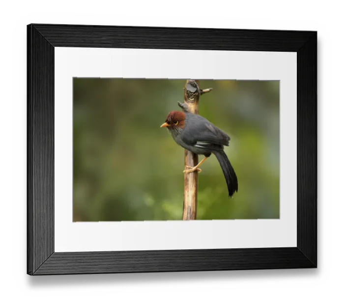 Framed Print : Chestnut-hooded Laughingthrush (Garrulax treacheri) perched on a branch
