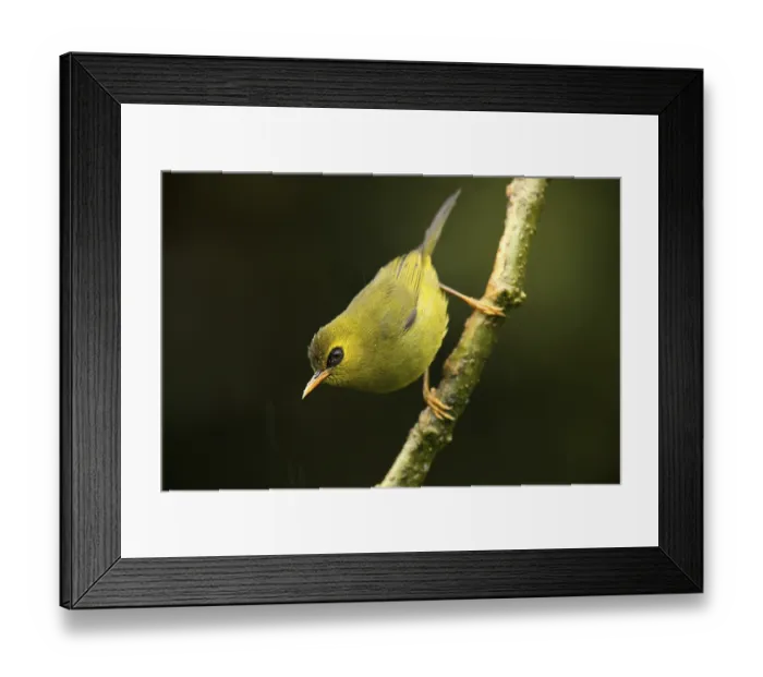 Framed Print : Mountain Blackeye (Chlorocharis emiliae) Framed Print : Mountain Blackeye (Chlorocharis emiliae)