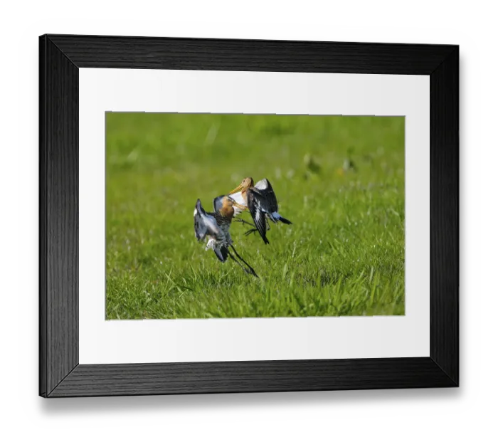 Framed Print : Uferschnepfe (Limosa limosa), Black-tailed Godwit Framed Print : Uferschnepfe (Limosa limosa), Black-tailed Godwit