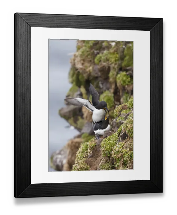 Framed Print : Razorbill (Alca torda islandica) pair mating
