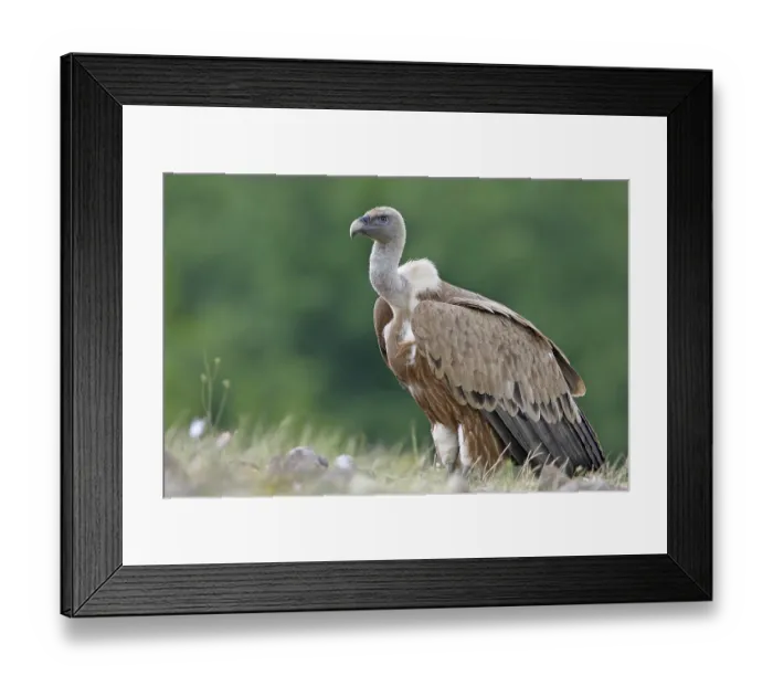 Framed Print : Griffon Vulture (Gyps fulvus), Rhodopen Framed Print : Griffon Vulture (Gyps fulvus), Rhodopen
