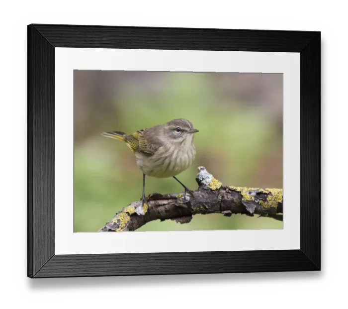 Framed Print : A fall-plumage Palm Warbler, Setophaga palmarum