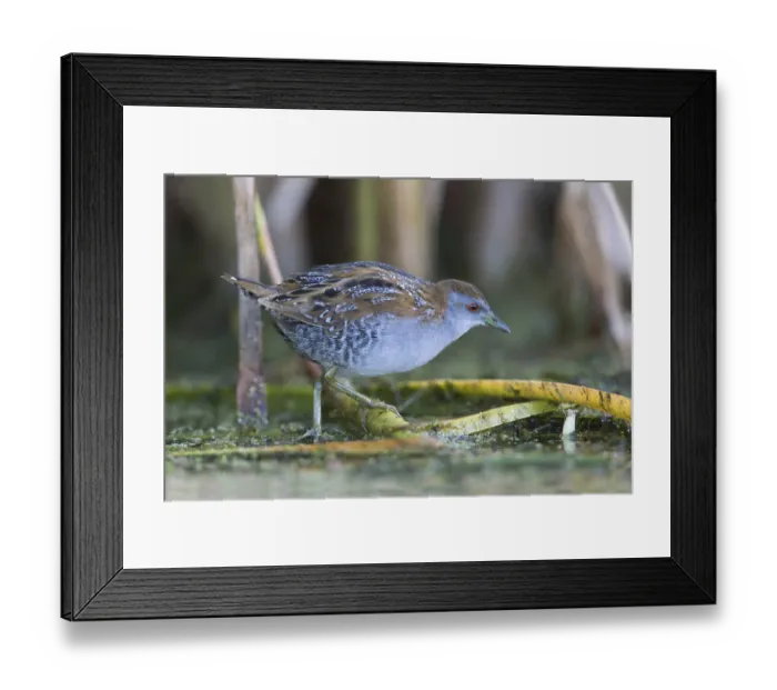 Framed Print : Baillon's Crake (Porzana pusilla palustris) foraging
