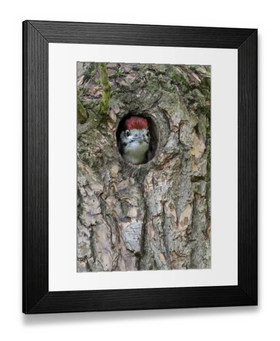 Framed Print : Great Spotted Woodpecker (Dendrocopos major) juvenile peering out from nest hole in tree