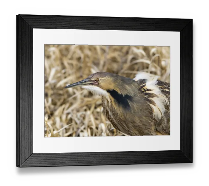 Framed Print : American Bittern, Botaurus lentiginosus