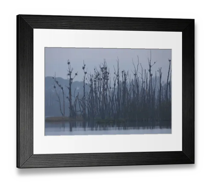 Framed Print : Great Cormorant (Phalacrocorax carbo) colony