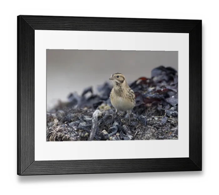 Framed Print : Lapland Longspur (Calcarius lapponicus) foraging at a beach