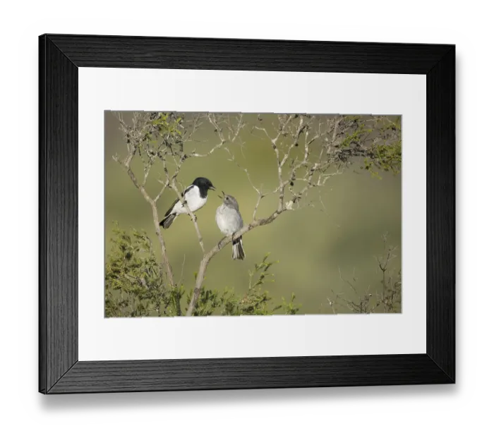 Framed Print : Hooded Robin (Melanodryas cucullata) pair perched on a branch