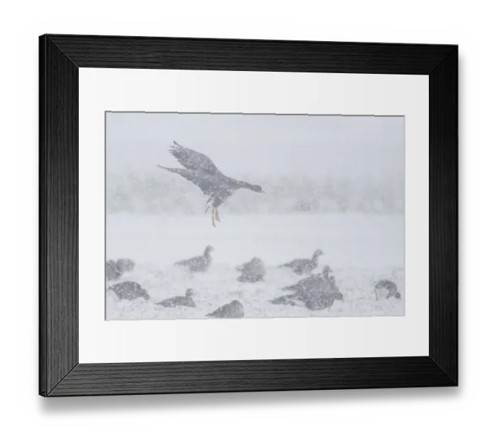 Framed Print : Greater White-fronted Goose (Anser albifrons) landing in blowing snow