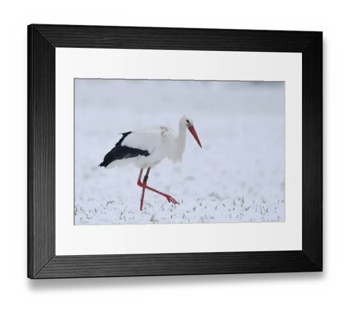 Framed Print : White Stork (Ciconia ciconia) foraging in snow Framed Print : White Stork (Ciconia ciconia) foraging in snow