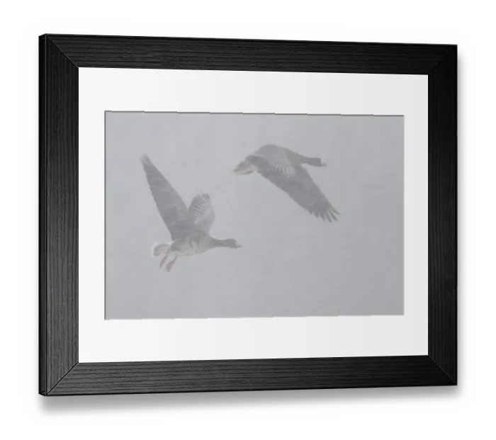 Framed Print : Greater White-fronted Goose (Anser albifrons) flying in blowing snow