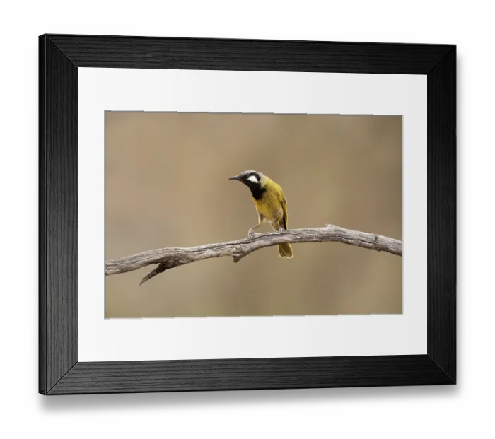 Framed Print : White-eared Honeyeater (Nesoptilotis leucotis)