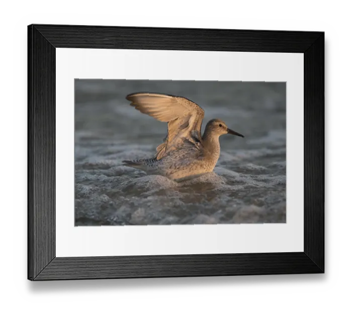 Framed Print : Red Knot (Calidris canutus) juvenile foraging