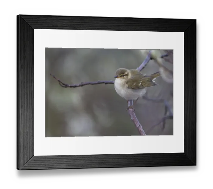 Framed Print : Arctic Warbler - Wanderlaubsaenger - Phylloscopus borealis Framed Print : Arctic Warbler - Wanderlaubsaenger - Phylloscopus borealis