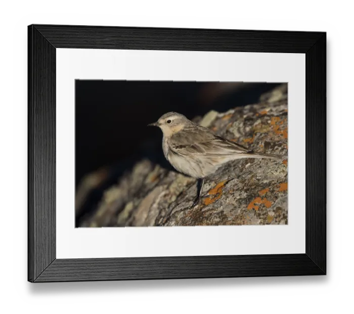 Framed Print : Water Pipit - Bergpieper - Anthus spinoletta ssp