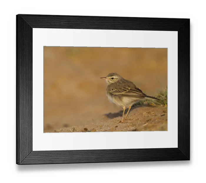 Framed Print : Tawny Pipit - Brachpieper - Anthus campestris Framed Print : Tawny Pipit - Brachpieper - Anthus campestris