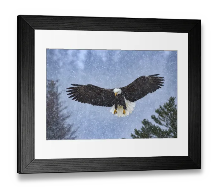 Framed Print : Bald Eagle (Haliaeetus leucocephalus) flying in snow fall