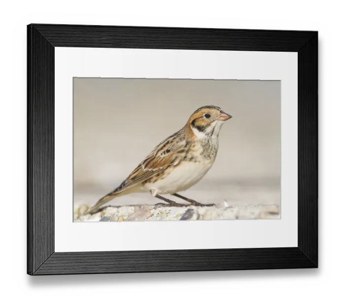 Framed Print : Lapland Longspur - Spornammer - Calcarius lapponicus ssp