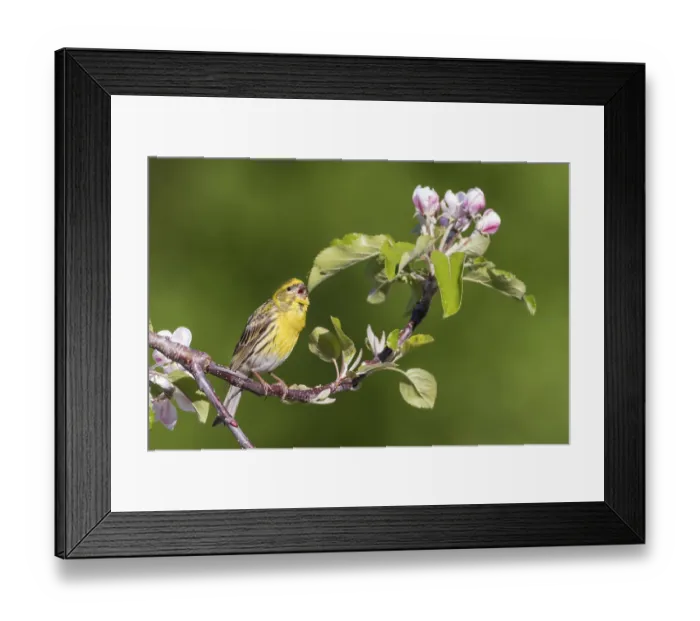 Framed Print : Serin - Girlitz - Serinus serinus: Germany Framed Print : Serin - Girlitz - Serinus serinus: Germany