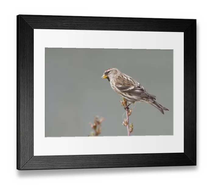 Framed Print : Common Redpoll - Taiga-BIrkenzeisig - Carduelis flammea flammea