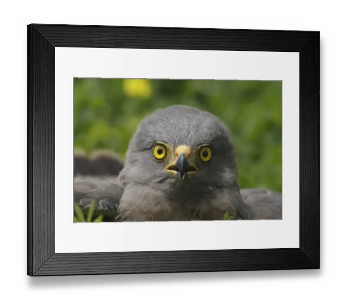 Framed Print : Roadside Hawk (Rupornis magnirostris)