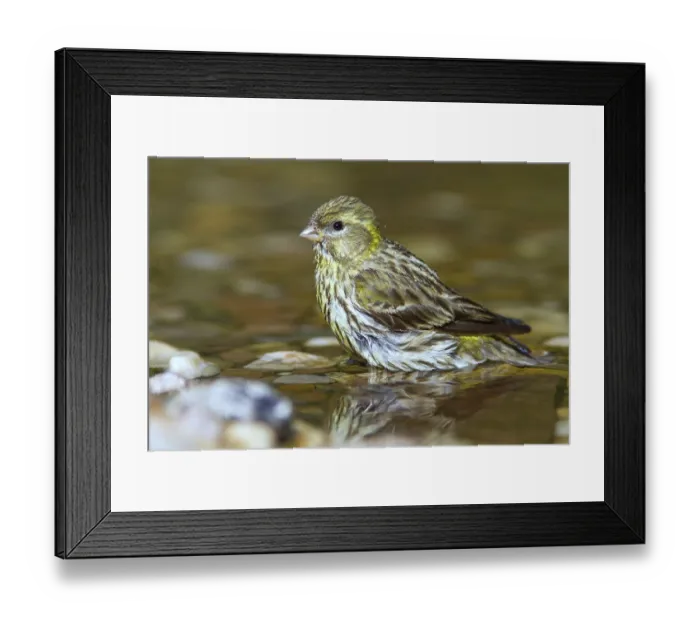 Framed Print : European Serin (Serinus serinus) female at little stream