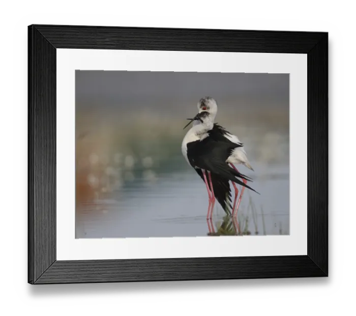 Framed Print : Black-winged Stilt (Himantopus himantopus) pair displaying