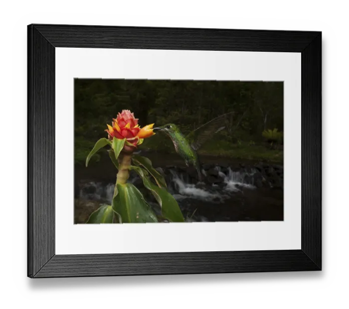Framed Print : Hummingbirds are amazing, and pollination is a key event that allows us all to eat and survive